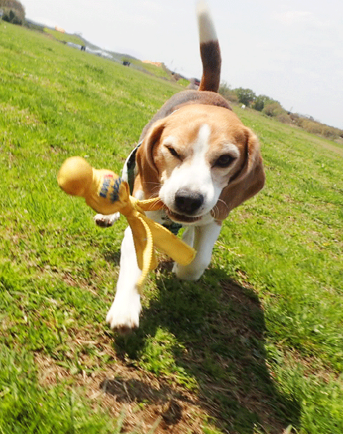 Beagle Beagle びーぐるビーグル