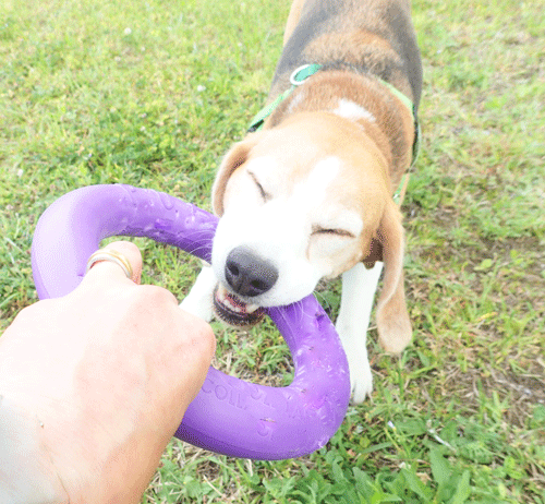 Beagle Beagle びーぐるビーグル