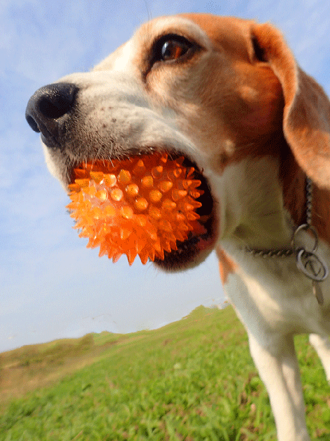 フラッシュトゲちゃんボール ビーグルオンリーショップ Beagle Beagle