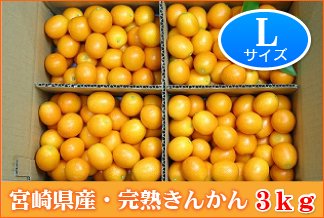K301 宮崎県産 完熟きんかん３キロ ｌサイズ 内山金柑園オンラインショップ