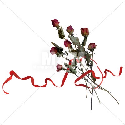 イラスト素材 花 ドライフラワー バラと赤いリボン ２ M M Collection