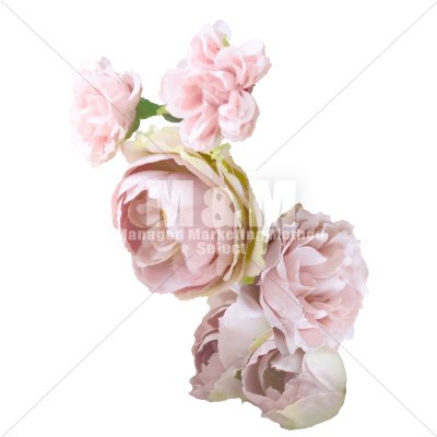 イラスト素材 花 アンティークピンクローズ １２ M M Collection