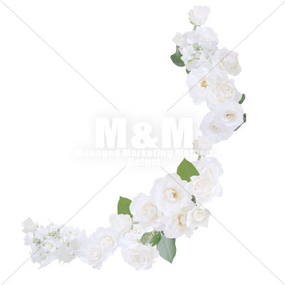 イラスト素材 花 ホワイトローズ ストック ５ M M Collection