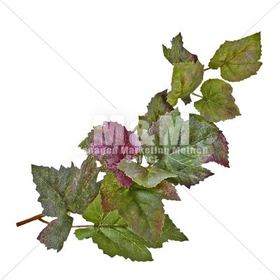 切り抜き素材 秋素材 グリーン ぶどうの葉 ３ M M Collection