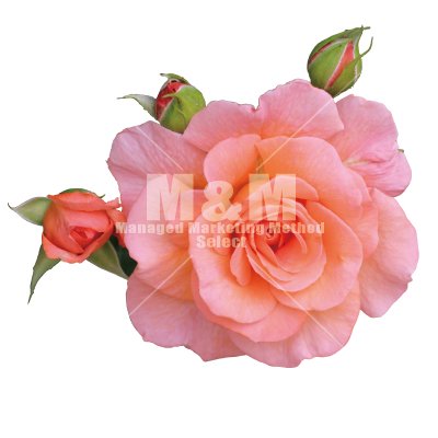 切り抜き素材 花 柔らかなサーモンピンクのバラ一輪とつぼみ M M Collection