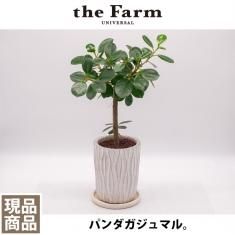 こだわりの植物と鉢の通信販売 ネットショップ 観葉植物 多肉植物 塊根植物の通販 ネットショップの The Farm Universal Online Store