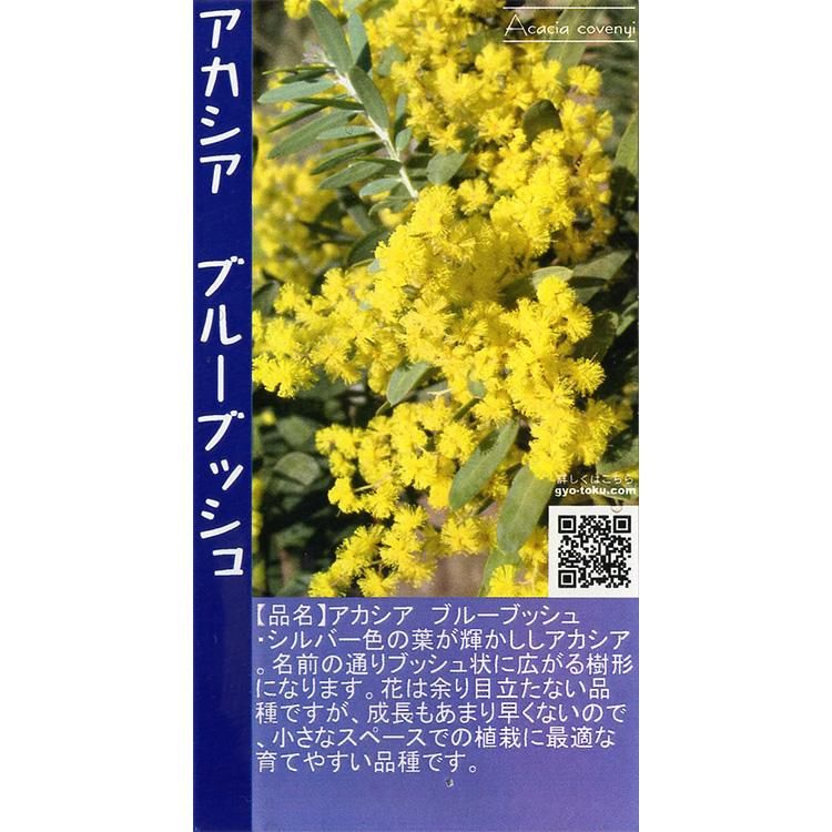 アカシア ブルーブッシュの通信販売 ネットショップ 観葉植物 多肉植物 塊根植物の通販 ネットショップの The Farm Universal Online Store