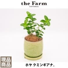 こだわりの植物と鉢の通信販売 ネットショップ 観葉植物 多肉植物 塊根植物の通販 ネットショップの The Farm Universal Online Store