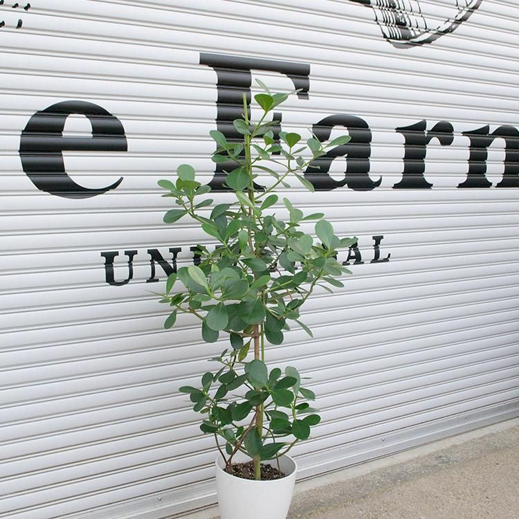 クルシア ロゼアの通信販売 ネットショップ 観葉植物 多肉植物 塊根植物の通販 ネットショップの The Farm Universal Online Store