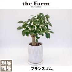 こだわりの植物と鉢の通信販売 ネットショップ 観葉植物 多肉植物 塊根植物の通販 ネットショップの The Farm Universal Online Store