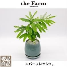 こだわりの植物と鉢の通信販売 ネットショップ 観葉植物 多肉植物 塊根植物の通販 ネットショップの The Farm Universal Online Store