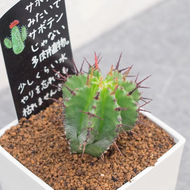 ユーフォルビア ポリゴナの通信販売 ネットショップ 観葉植物 多肉植物 塊根植物の通販 ネットショップの The Farm Universal Online Store