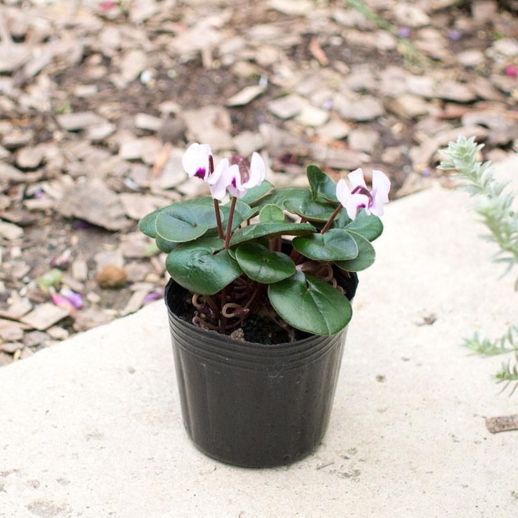 原種シクラメン コウム ピンク 3号 観葉植物 多肉植物 塊根植物の通販 ネットショップ The Farm Universal Online Store