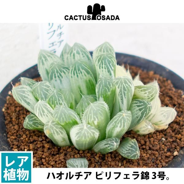 ハオルチア ピリフェラ錦の通信販売 ネットショップ 観葉植物 多肉植物 塊根植物の通販 ネットショップの The Farm Universal Online Store