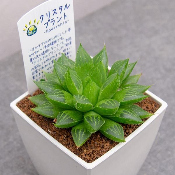 ハオルチア ゴールドラッシュの通信販売 ネットショップ 観葉植物 多肉植物 塊根植物の通販 ネットショップの The Farm Universal Online Store