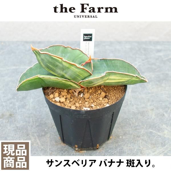 人気のサンスベリア エーレンベルギー バナナ 斑入り スーパーfatタイプなどの観葉植物を通信販売 国内最大級のガーデンセンター The Farm Universal から人気の観葉植物 希少な塊根植物 珍しい多肉植物をお届けします