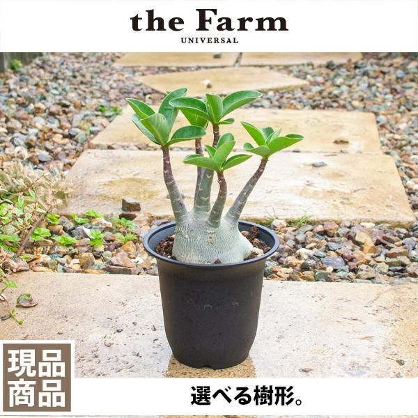 アデニウムの通信販売 ネットショップ 観葉植物 多肉植物 塊根植物の通販 ネットショップの The Farm Universal Online Store