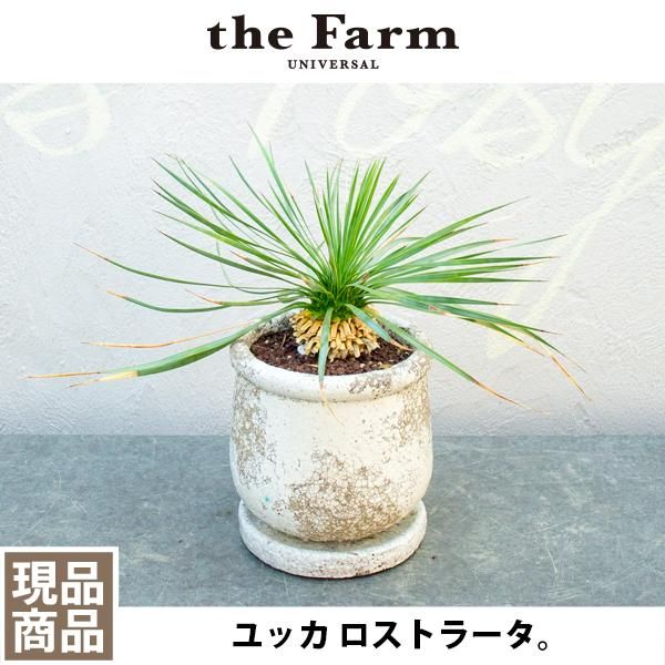 人気のユッカ ロストラータなどの観葉植物を通信販売 国内最大級のガーデンセンター The Farm Universal から人気の観葉植物 希少な塊根植物 珍しい多肉植物をお届けします