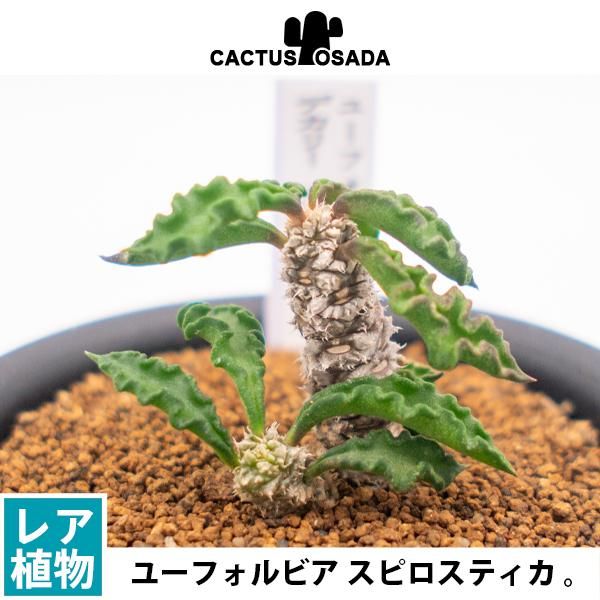 ユーフォルビア デカリー スピロスティカの通信販売 ネットショップ 観葉植物 多肉植物 塊根植物の通販 ネットショップの The Farm Universal Online Store