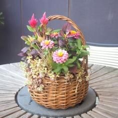 鉢花の通信販売 ネットショップ 観葉植物 多肉植物 塊根植物の通販 ネットショップの The Farm Universal Online Store