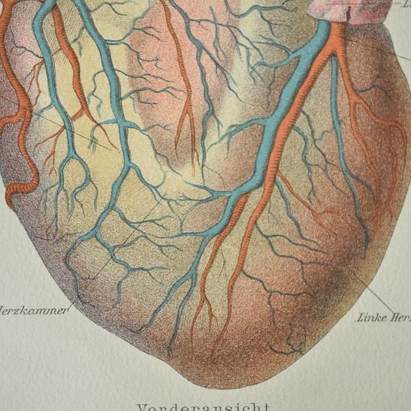 人体解剖図 6c 心臓 フランスアンティーク雑貨 家具のsibora シボラ 剥製