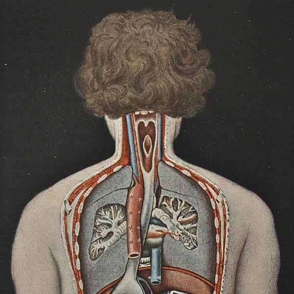 人体解剖図 6f 内臓の背面図 フランスアンティーク雑貨 家具のsibora シボラ 剥製