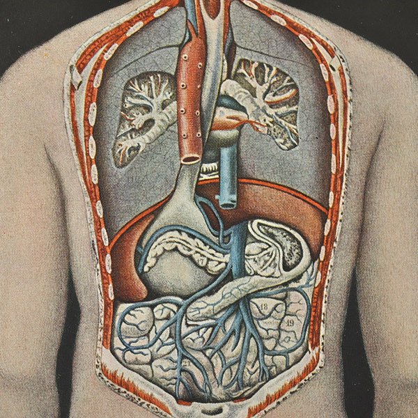 人体解剖図 6f 内臓の背面図 フランスアンティーク雑貨 家具のsibora シボラ 剥製