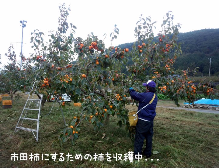 柿の収穫