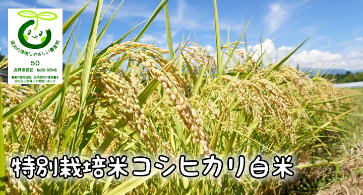 長野県　特別栽培米コシヒカリ　白米