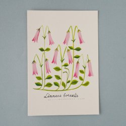 Matti Pikkujamsa [ Linnaea borealis / ͥ ] Botanica postcard
