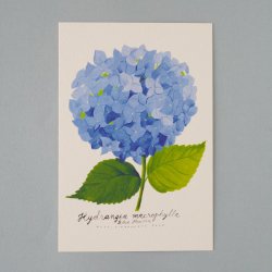 Matti Pikkujamsa [ Hydrangea Mcrophylla /  ] Botanica postcard