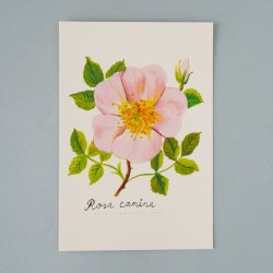 Matti Pikkujamsa [ Rosa canina / ҥå ] Botanica postcard