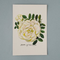 Matti Pikkujamsa [ Rosa spinosissima /  ԥΥ ] Botanica postcard