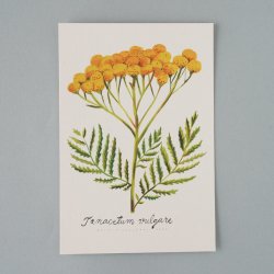 Matti Pikkujamsa [ Tanacetumvulgare / 󥸡 ] Botanica postcard