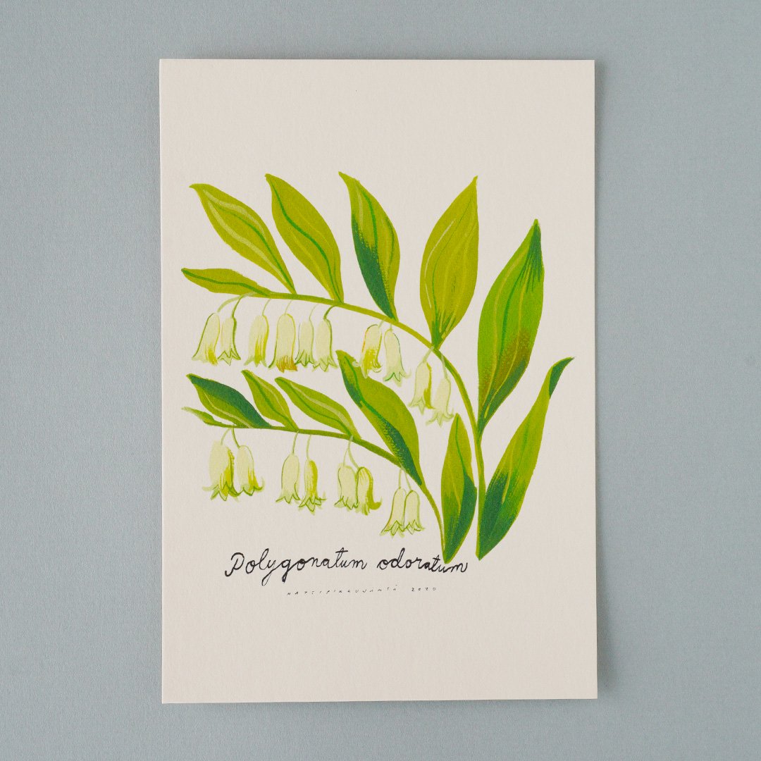 Matti Pikkujamsa [ Polygonatum odoratum / ޥɥ ] Botanica postcard