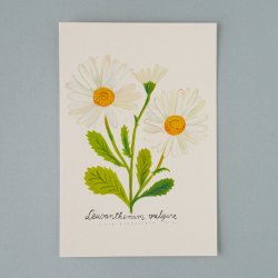 Matti Pikkujamsa [ Leucanthemumvulgare / ե󥹥 ] Botanica postcard