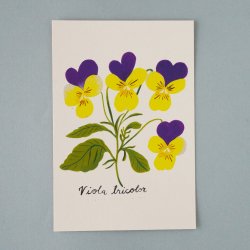 Matti Pikkujamsa [ Viola tricolor / 󥷥ߥ ] Botanica postcard