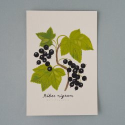 Matti Pikkujamsa [ Ribesnigrum /  ] Botanica postcard