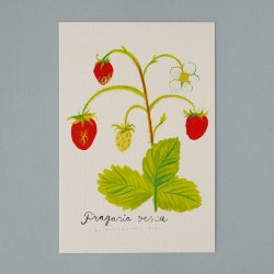 Matti Pikkujamsa [ Fragaria vesca / 磻ɥȥ٥꡼ ] Botanica postcard