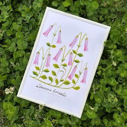 Matti Pikkujamsa [ Linnaea borealis / ͥ ] Botanica A4 ݥʥե졼ա