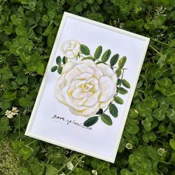 Matti Pikkujamsa [ Rosa spinosissima /  ԥΥ ] Botanica A4 ݥʥե졼ա