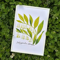 Matti Pikkujamsa [ Polygonatum odoratum / ޥɥ ] Botanica A4 ݥʥե졼ա