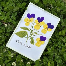 Matti Pikkujamsa [ Viola tricolor / 󥷥ߥ ] Botanica A4 ݥʥե졼ա