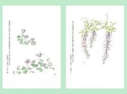万葉野の花三年日記/銀の鈴社/阿見みどり（単行本） 万葉野の花三年日記/銀の鈴社/阿見みどり（単行本）