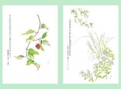 万葉野の花三年日記/銀の鈴社/阿見みどり（単行本） 万葉野の花三年日記/銀の鈴社/阿見みどり（単行本）