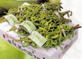 丹波篠山コシヒカリ10キロ 楽天市場】コシヒカリ 10kg 兵庫県産 丹波篠山 令和6年 特A米