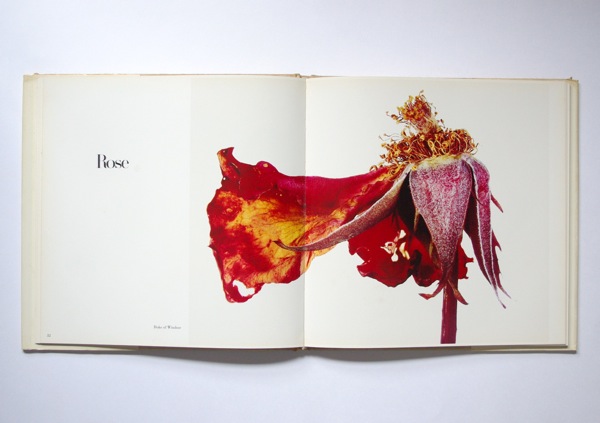 Irving Penn/FLOWERS - organ-online.com
