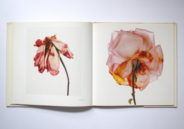 Irving Penn/FLOWERS - organ-online.com