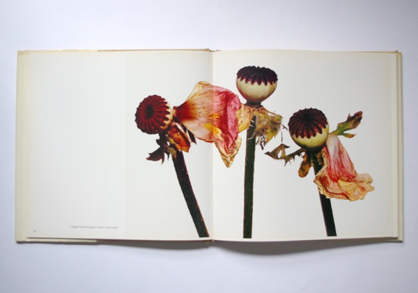 Irving Penn/FLOWERS - organ-online.com