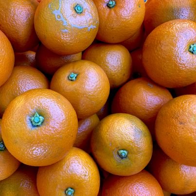 橙（だいだい）１キロの商品画像